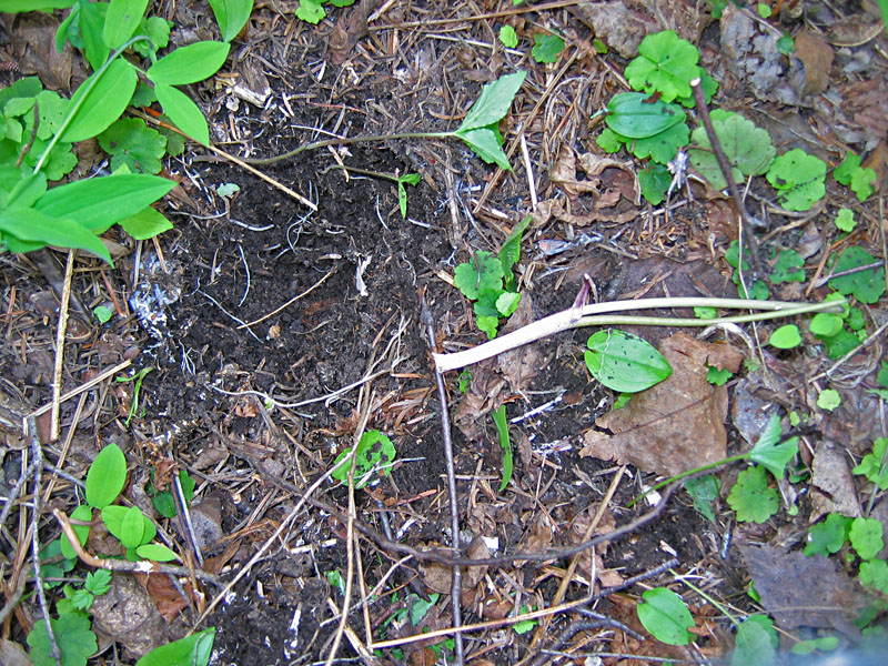 jack-in-pulpit feeding - June 3, 2005
