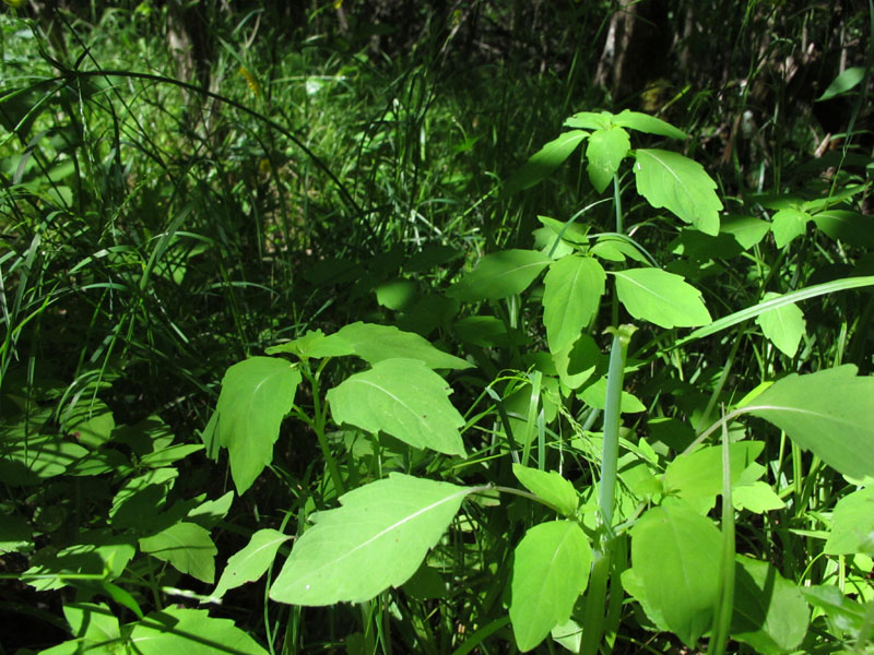 Jewelweed (Impatiens capensis) - June 11, 2012
