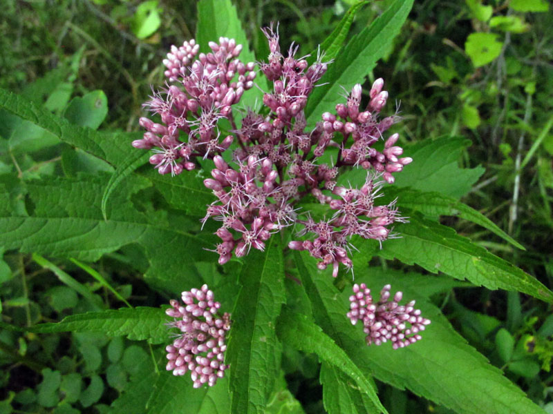 Late summer blooming 'joe pye weed' (Eupatorium maculatum)