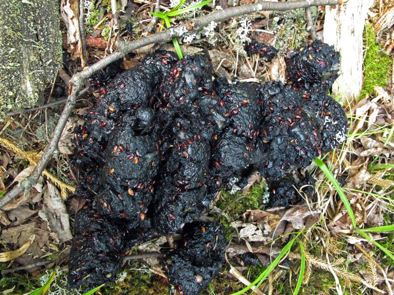 Juneberry (Amelanchier) scat - July 12, 2012
