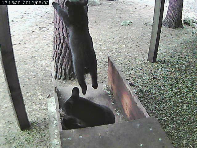 Yearling leaps from scale to safety of a white pine - May 2, 2012
