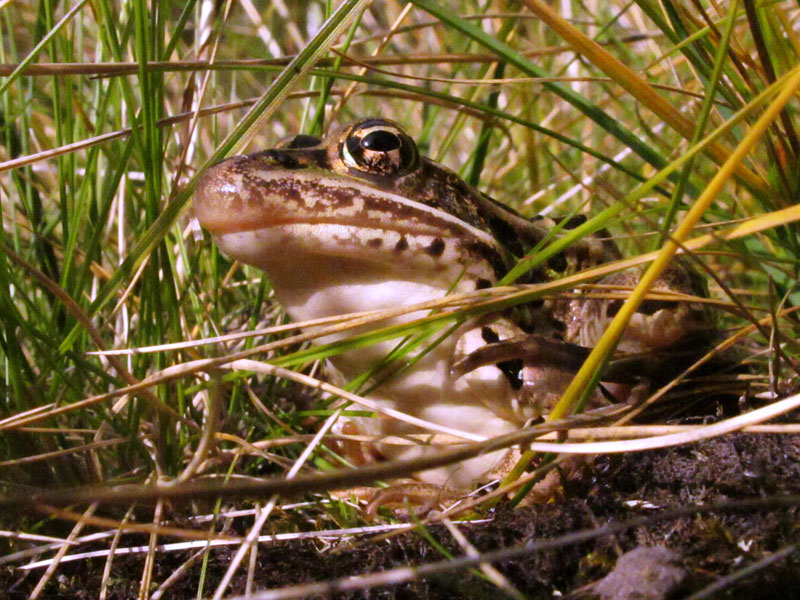 Leopard frog - Sept 27, 2012