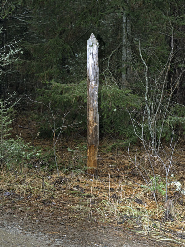 Bear bites on cedar post - Nov 11, 2012