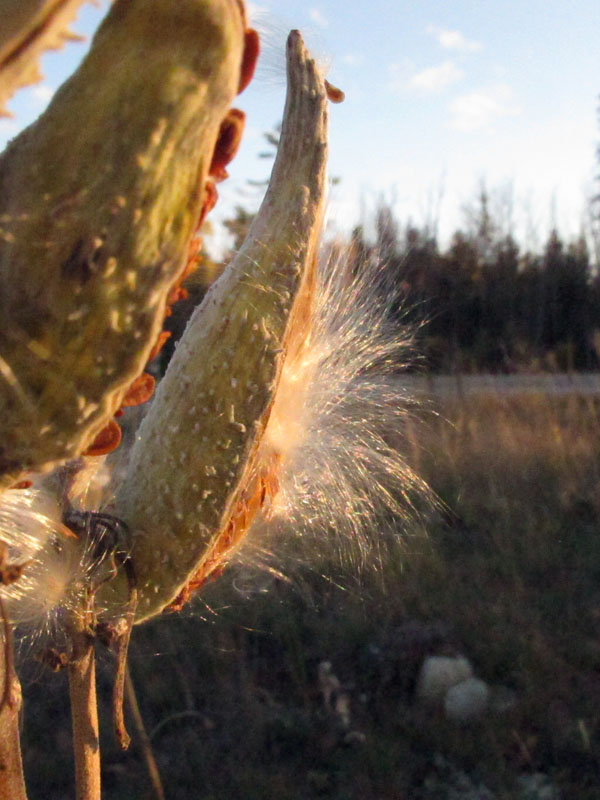 Milkweed gone to seed