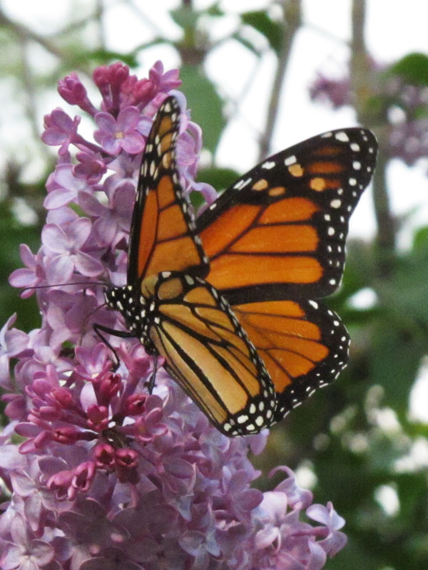 Monarch butterfly on lilac blossoms - May 19, 2012