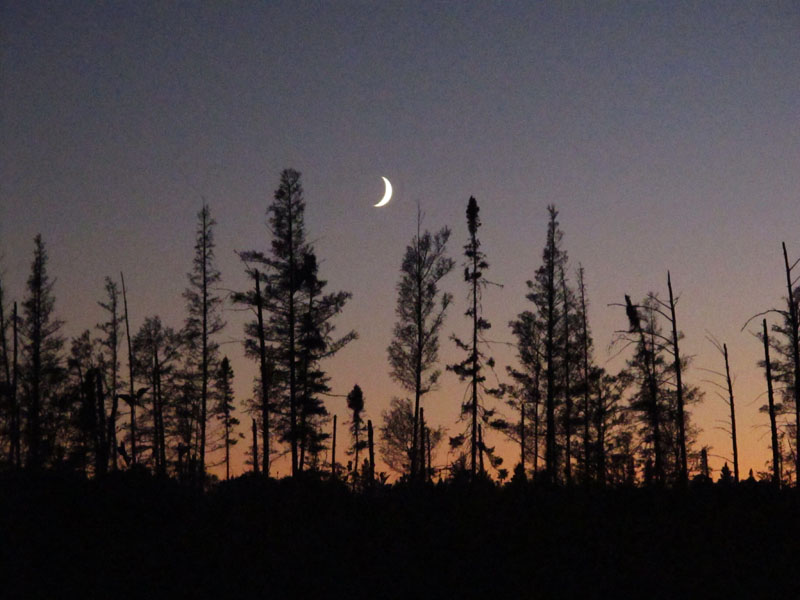 moon thru_the_trees_-_20110930