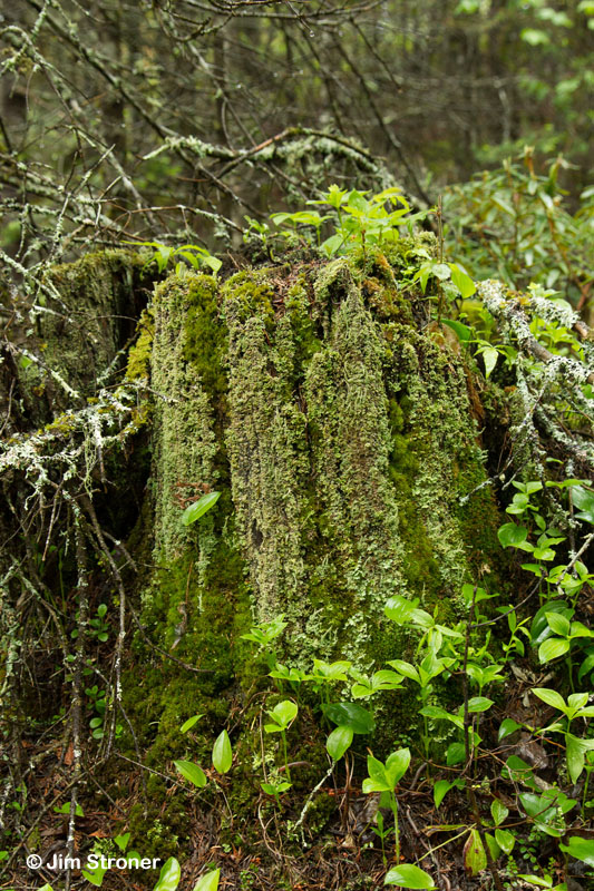 Mossy stump - May 27, 2012