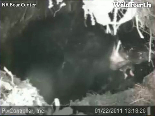 new_cub_-_20110122_131820_-_up