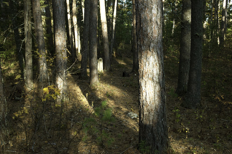 Park-like woods - Sept 30, 2012