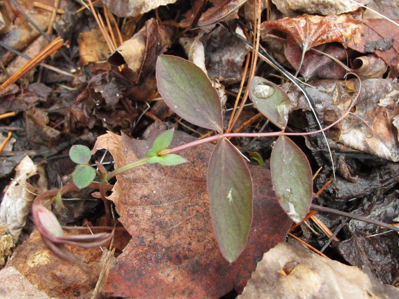 Peavine breaks ground - April 22, 2012