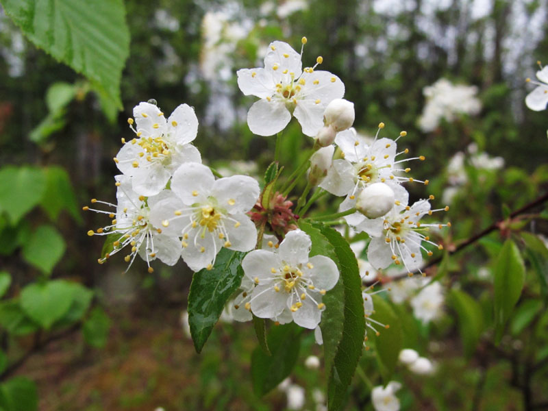 pin_cherry_blossoms_-_20110522