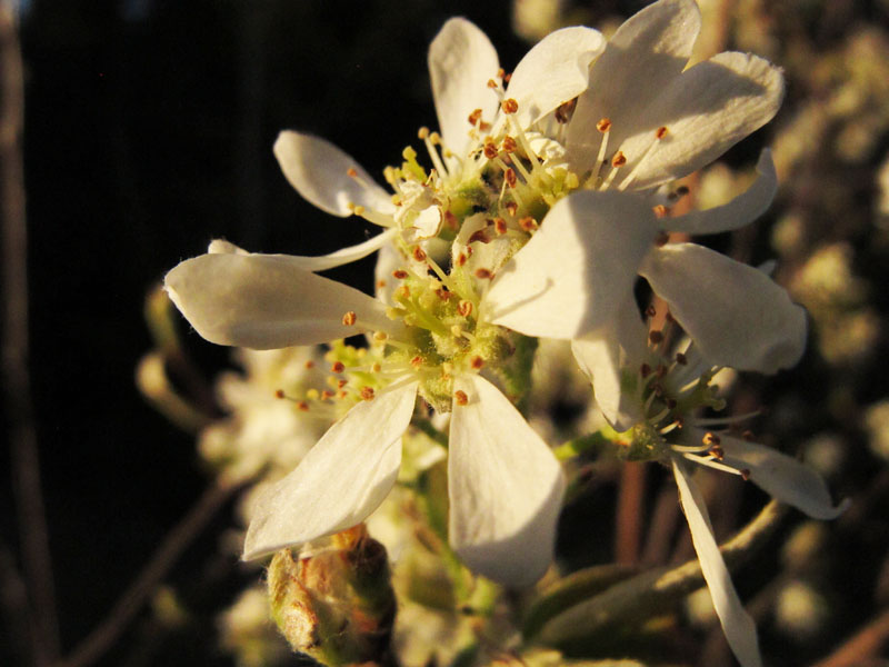 Pincherry blossoms - May 10, 2012