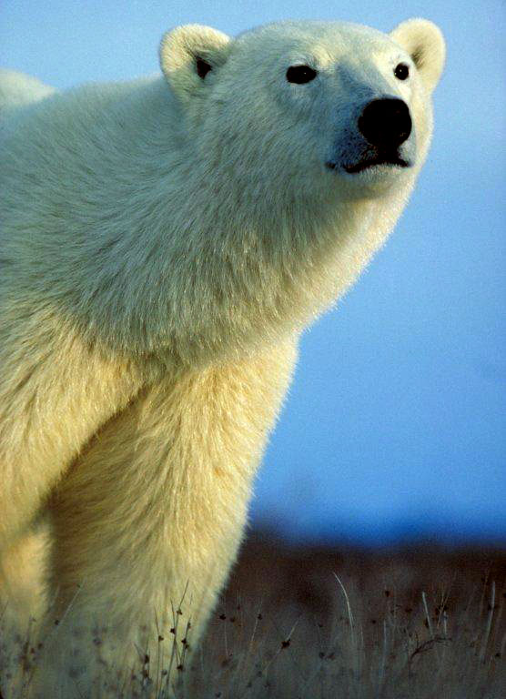 Polar bear near Churchill