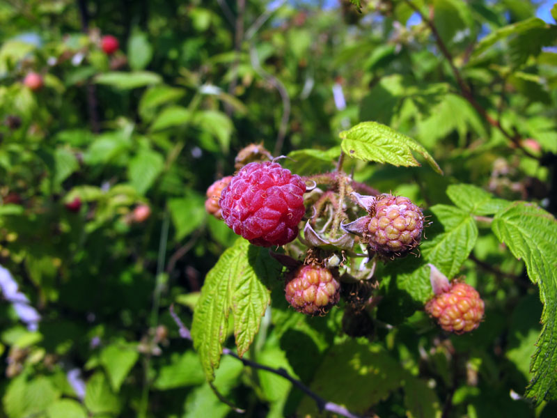 Raspberries - July 9, 2012
