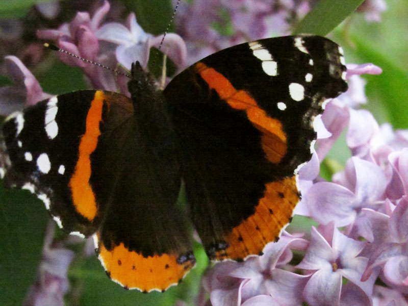 Red Admiral butterfly on lilacs - May 19, 2012
