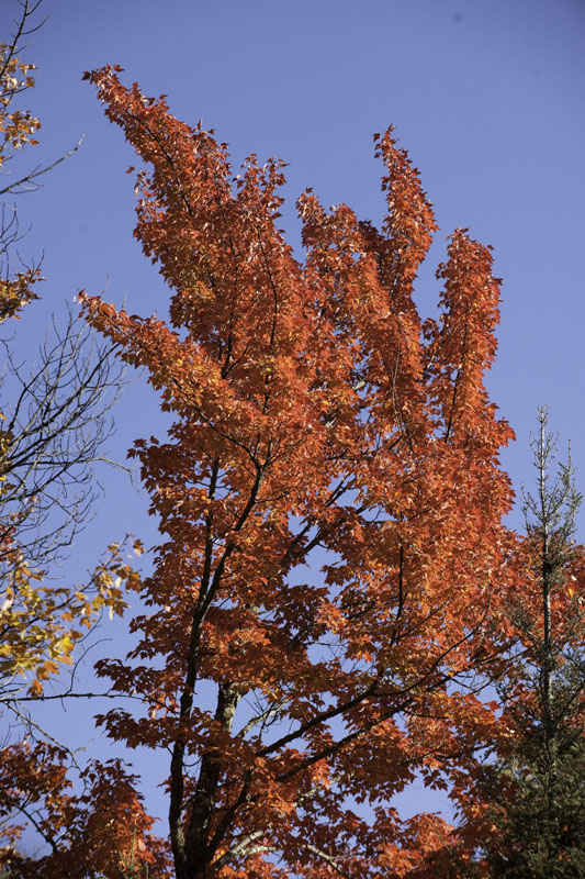 Blazing red maple - Sept 24, 2012