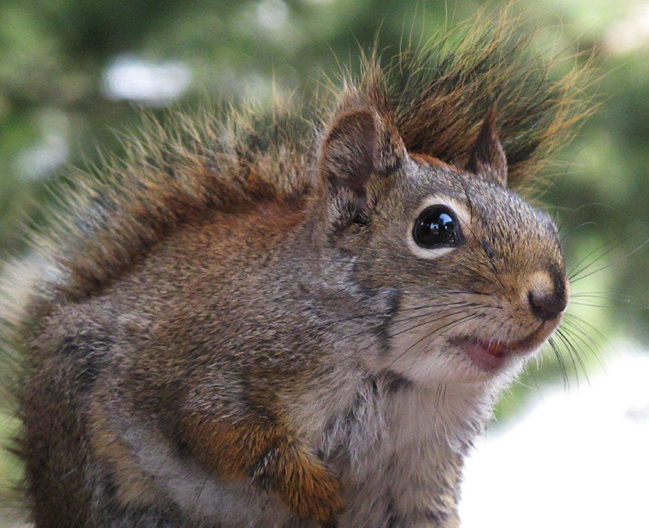 red squirrel 20120423