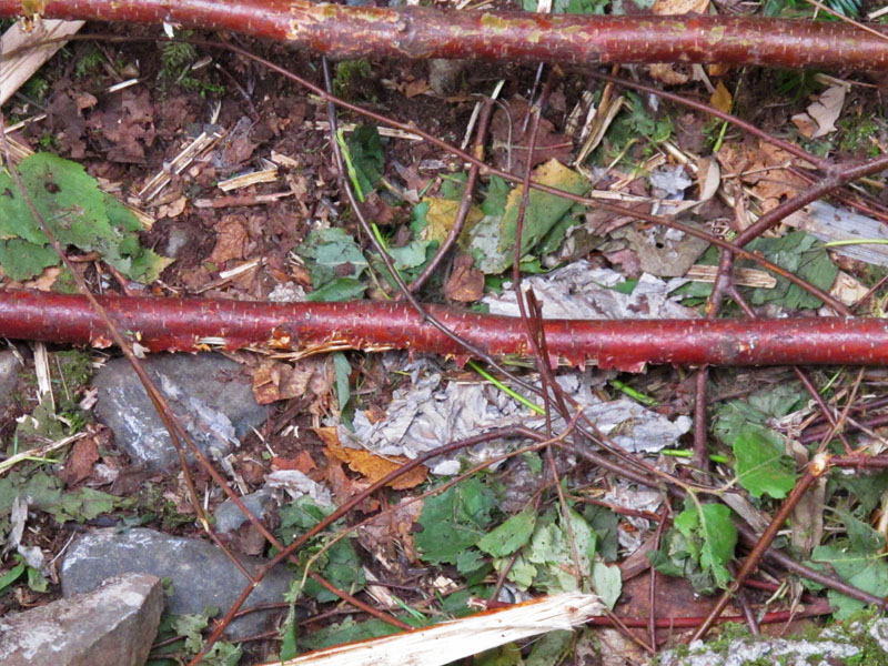 remains_of_hornet_nest_-_20110903