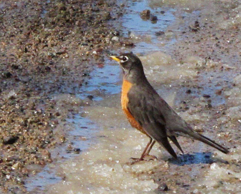 Robin - April 17, 2012