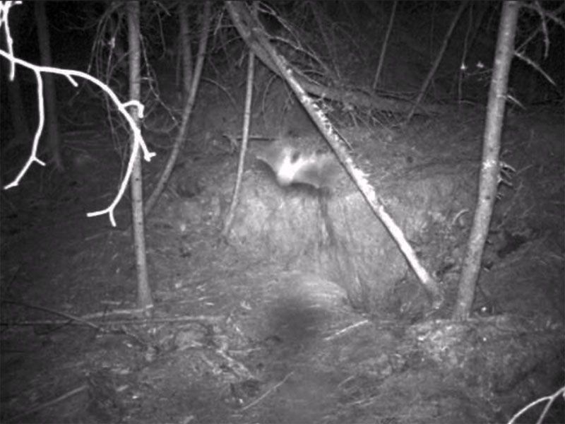 Bat flies over Lily's den