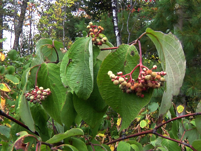 round-leafed_dogwood_wilted_-_20110901
