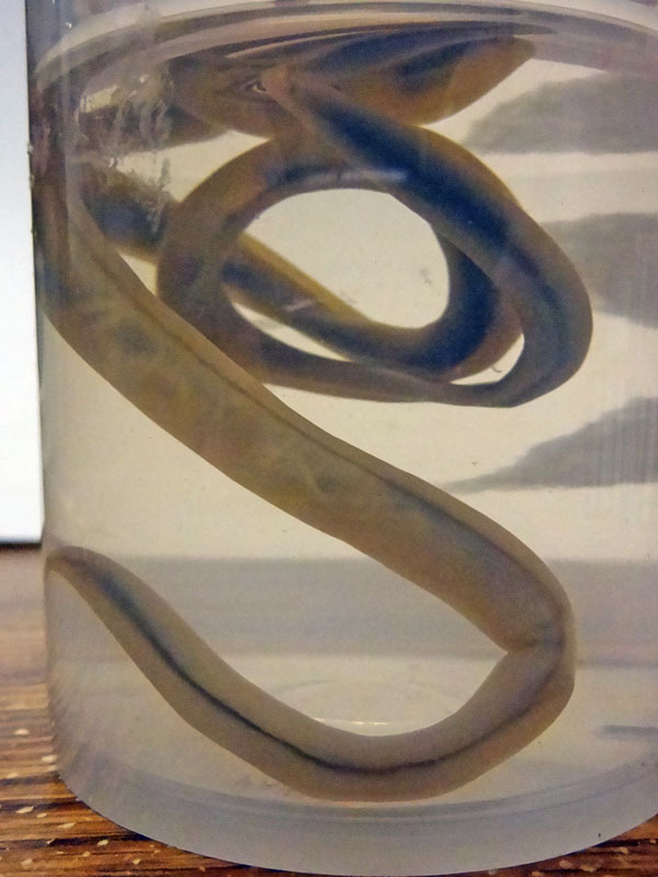 Roundworm from scat - Nov 7, 2012