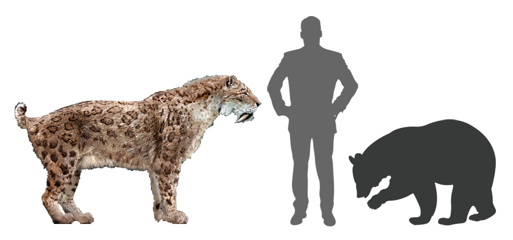 Saber-toothed cat comparison