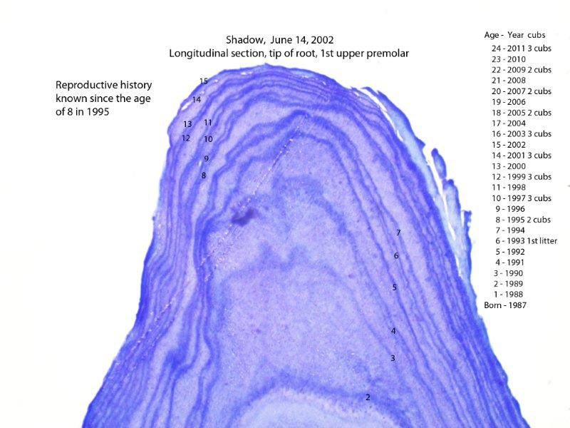 shadows_tooth_6-14-02_numbers