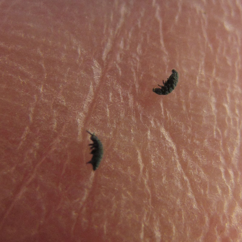 Snowfleas - April 26, 2012