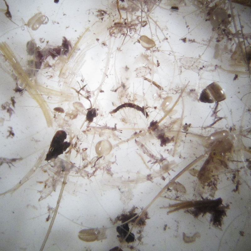 snowfleas_anthers_-_20110426