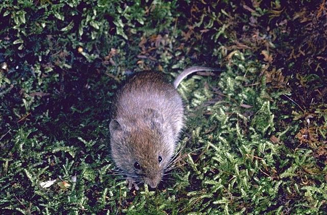 southern_red-backed_vole_-_Roger_W_Barbour