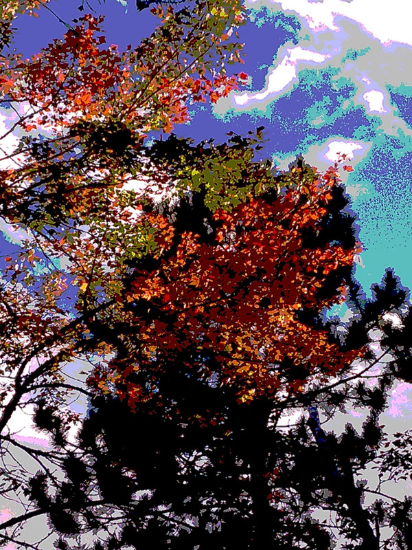 Sunlight catching the treetops - Sept 18, 2012