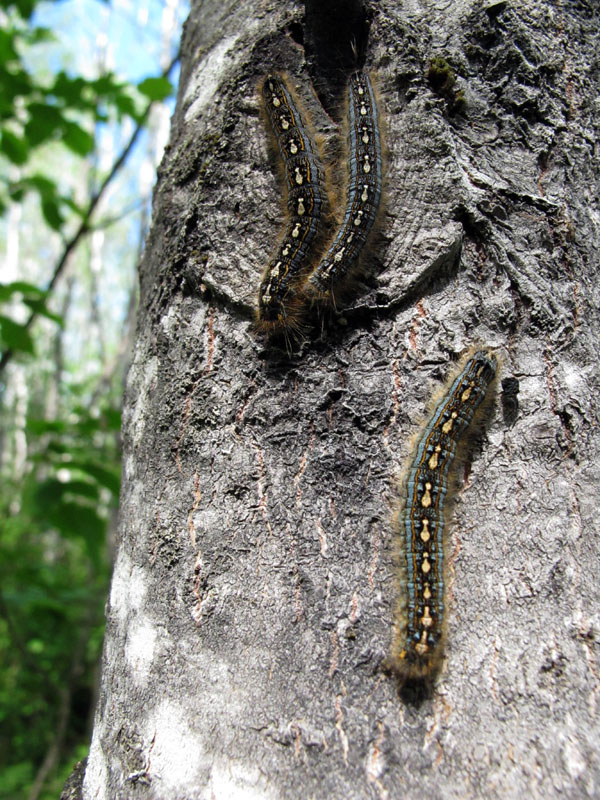 Tent caterpillars in Sharon's area - June 13, 2012