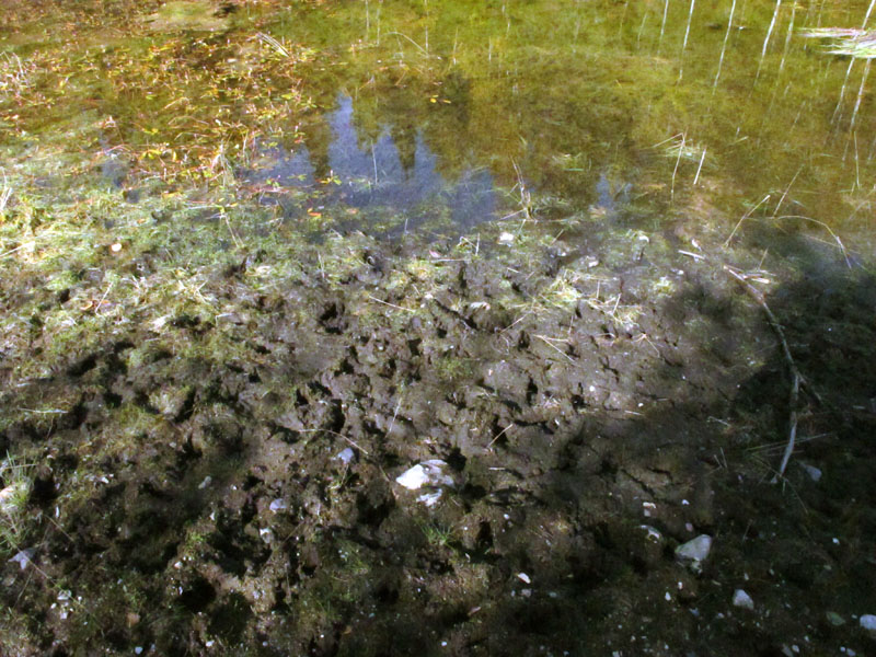 Deer tracks - Sept 27, 2012