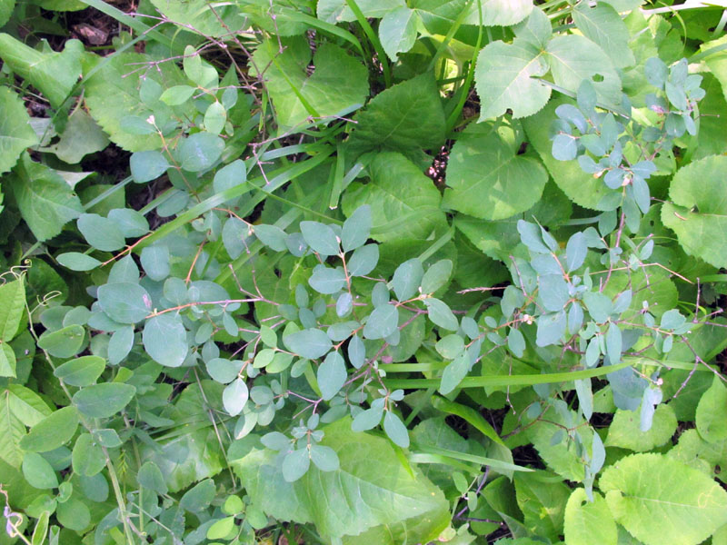 Honeysuckle? (Lonicera spp.) - June 12, 2012