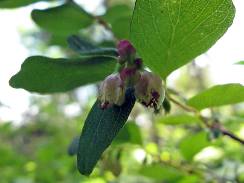 Honeysuckle? (Lonicera spp.) flower - June 12, 2012
