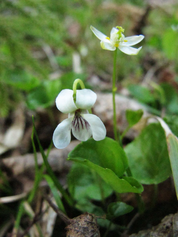 Violet and goldthread blossoms - May 10, 2012