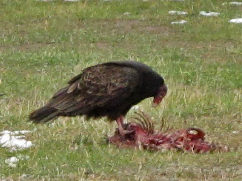 Turkey vulture on beaver carcass - April 18, 2012
