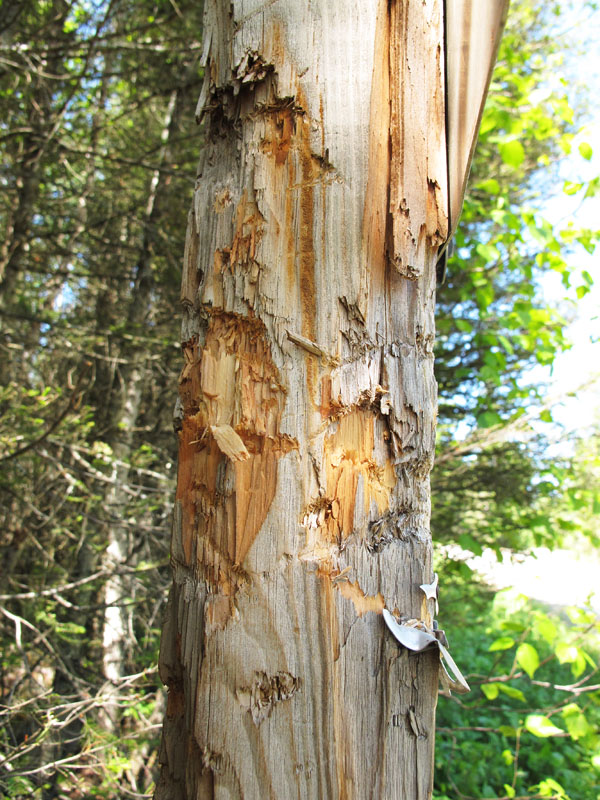 Bear bites on Warning sign - May 31, 2012