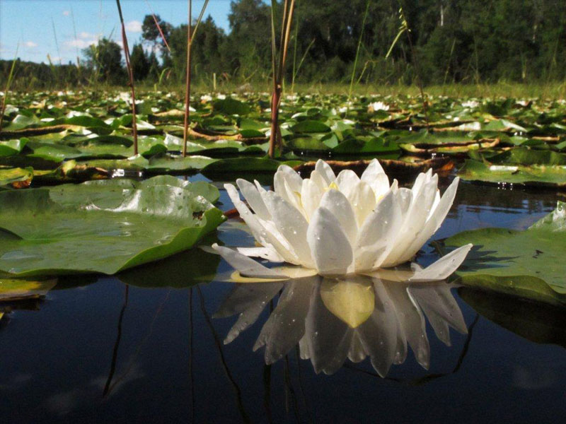 Water lilies - Aug 5, 2012