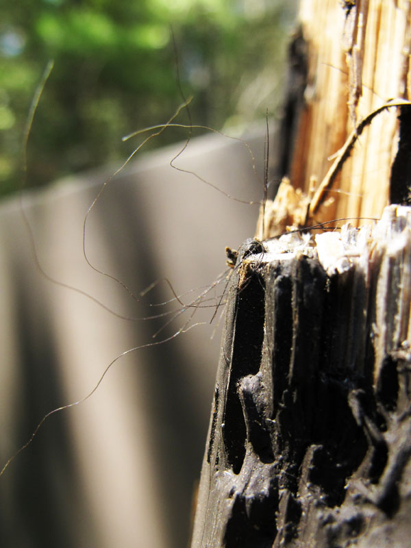 Bear bites and hair on backside of sign - May 31, 2012