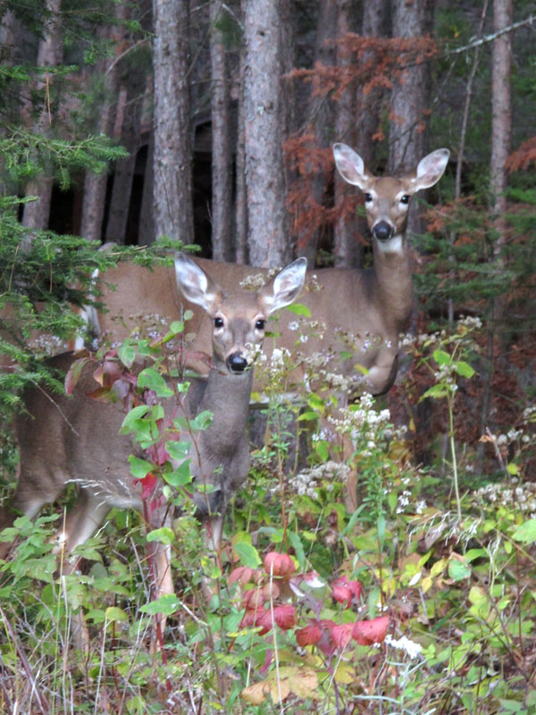 White-tailed deer - Sept 24, 2012