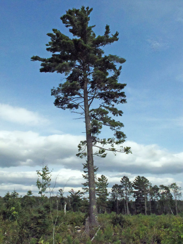 White pine spared in clear-cut