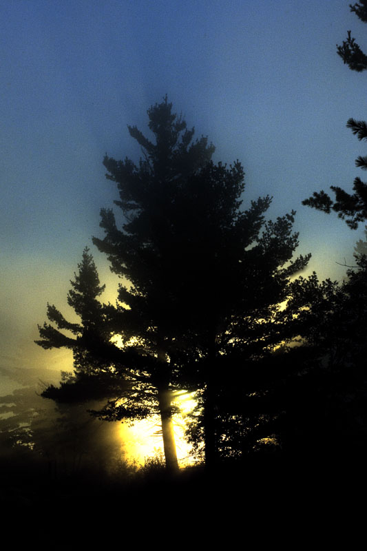 White pine in mist - Sept 27, 2012
