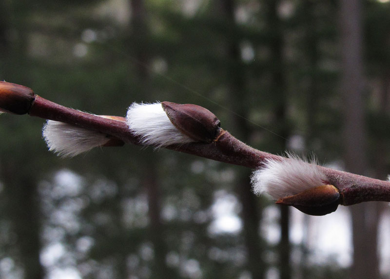 willow catkins - March 15, 2012