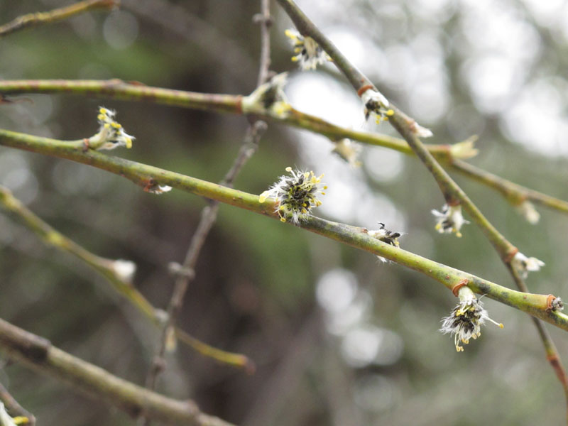 Willow catkin feeding sign - March 30, 2012