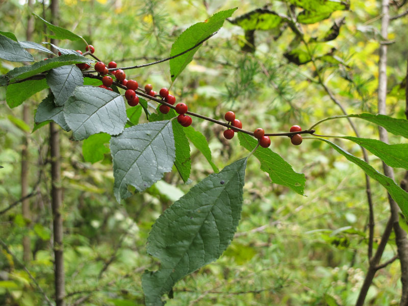 winterberry -_20110923
