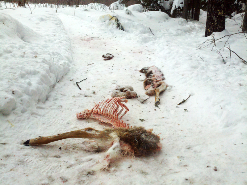 wolf_kill_deer_-_20110211