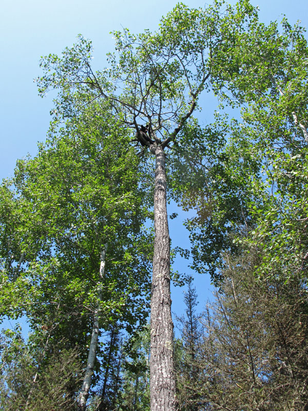 Wounded yearling high in tree - July 11, 2012