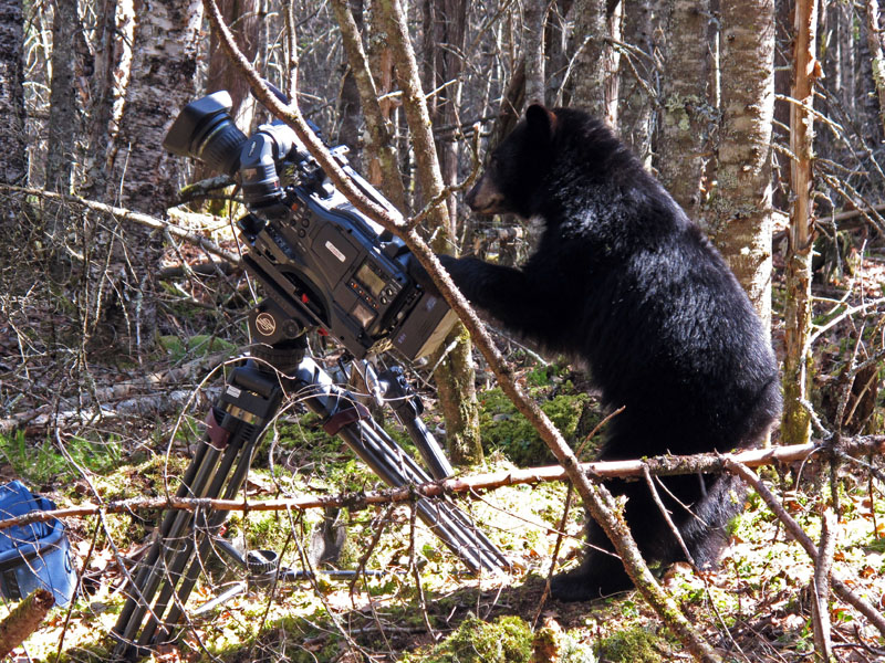 one of June's yearlings 'helping'